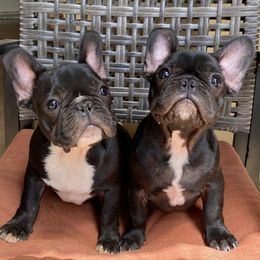 Bulldogs and French Bulldogs from Tricreek English and French Bulldogs