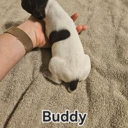 Buddy - Liver and white male German Shorthaired Pointer puppy in Norwich, Connecticut from Parker's Pointers