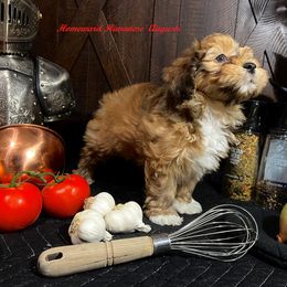 Havanese Puppies from Homeward Havanese, LLC