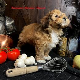 Havanese Puppies from Homeward Havanese, LLC