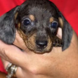 Dachshunds from Honey’s Doxie Den