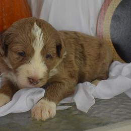 Golden Retrievers, Irish Setters, and Poodles from Plumcreek Acres