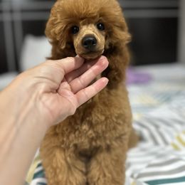 Black Gold De Mario - Red  male Poodle puppy in Leesville, Louisiana from BlackGoldToyPoodles