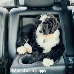 Aussiedoodle Puppies from Little Hawcreek Doodles