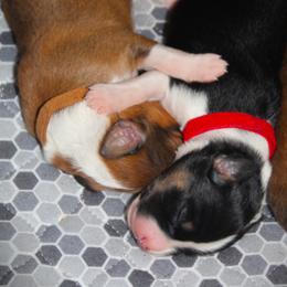 English Shepherd Puppies from Town & Country English Shepherds