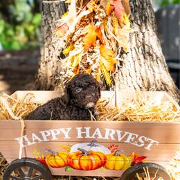 Hazelnut - Brown female Poodle puppy in Spring Branch, Texas from Mezzo Poodles