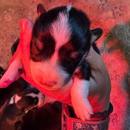 Boy 4 - Black and tan male Pembroke Welsh Corgi puppy in Middleburg, Florida from Mulkeys Little Corgis