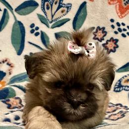 Skye - Brown female Shichon puppy in Bushnell, Florida from Diamond Belle Puppies, LLC