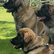 Leonbergers from Flatirons Leonbergers