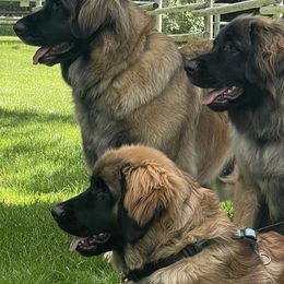 Leonbergers from Flatirons Leonbergers