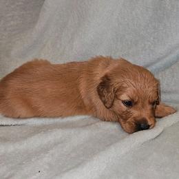 Asiago - Golden male Golden Retriever puppy in Dayton, Minnesota from Akoya Kennels