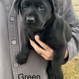 Labrador Retriever Puppies from Dutson Labs