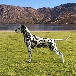 Brew - Dalmatian