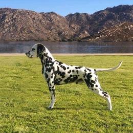 Brew - Dalmatian