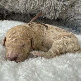 Mr Brown Collar - Apricot male Poodle puppy in Screven, Georgia from Dreamland Standard Poodles