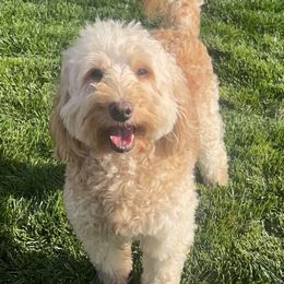 Scout - Goldendoodle