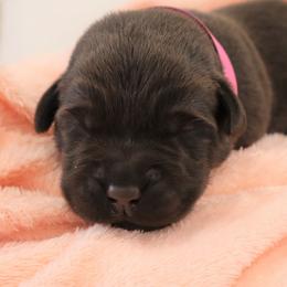 Sky - Chocolate female Labrador Retriever puppy in Camden, Indiana from Camden's Caring Canines