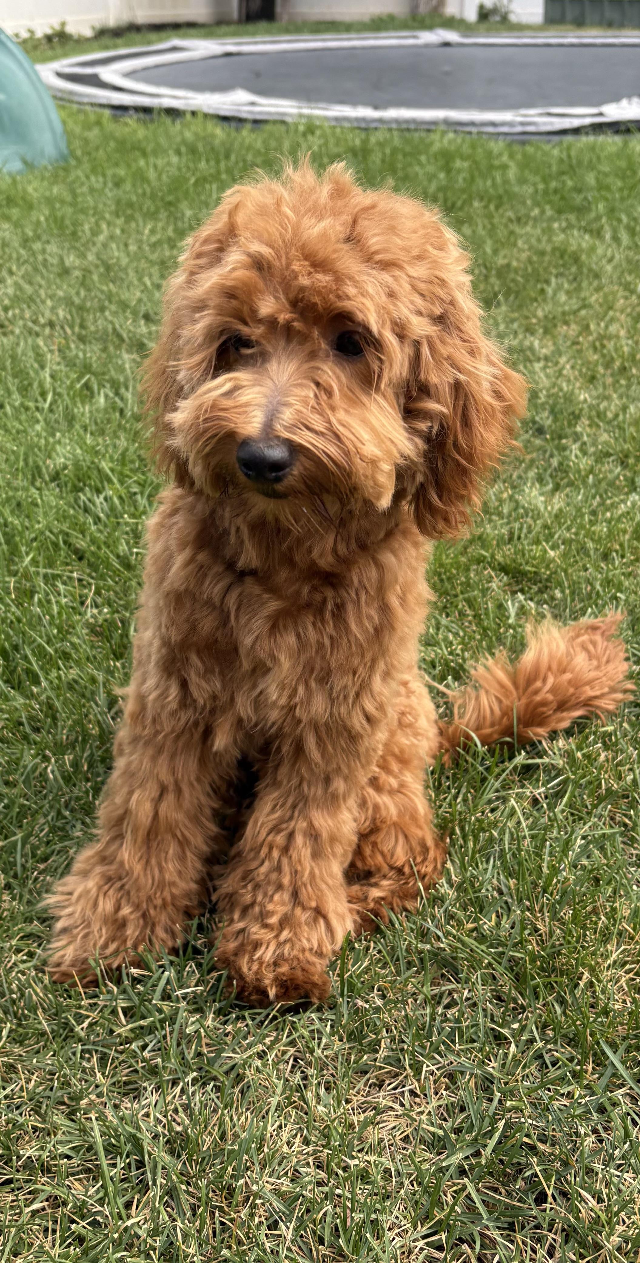 Suki