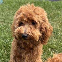 Suki - Goldendoodle