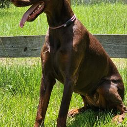 Doberman Pinschers from JSG Dobermans
