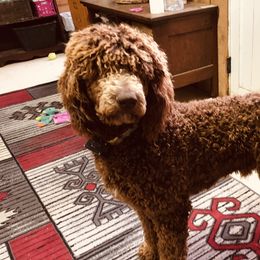 Goliath - Poodle