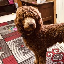 Goliath - Poodle