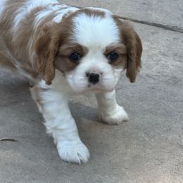 Zeus - Blenheim male Cavalier King Charles Spaniel puppy in California from Tinkerpups