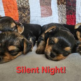 Yorkshire Terriers from Rosanna Brubacker