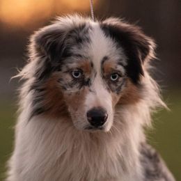 Hawkins - Miniature American Shepherd