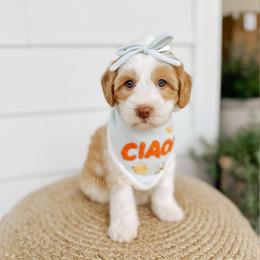 First Mate - Yachties - Caramel female Australian Labradoodle puppy in Syracuse, Indiana from The Doodle Cove