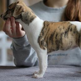 Iridessa - Fawn brindle female Whippet puppy in Robesonia, Pennsylvania from Rogue Mountain Manor