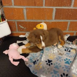 Tank - Red tri-color male Australian Shepherd puppy in Cherry Grove, Oregon from TLC Dream and Pureland Australian Shepherds