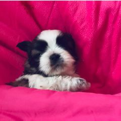 Maisie - Shichon puppy from Angie’s Teddy Bear Puppies Minnesota