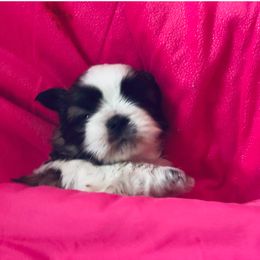 Maisie - Shichon puppy from Angie’s Teddy Bear Puppies Minnesota