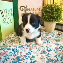 Bullock - Gordo - Fluffy carrier - Black and white male American Corgi puppy in Stephens City, Virginia from Beaucoup Corgis