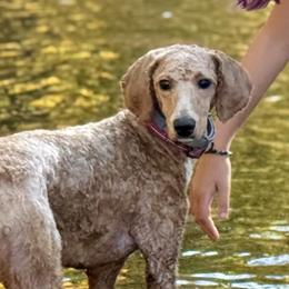 Violet - Poodle
