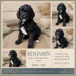 Benjamin - Phantom male Goldendoodle puppy in Macclenny, Florida from Baker County Goldendoodles
