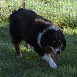 Ruby - Australian Shepherd