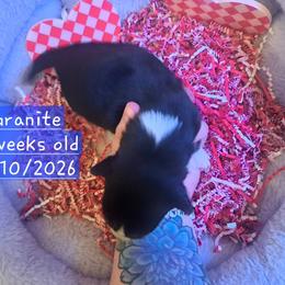 Pembroke Welsh Corgi and Siberian Husky Puppies from Regal Huskies of the Carolinas