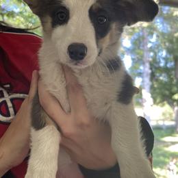 Pembroke Welsh Corgi Puppies from Chase Em All Corgis