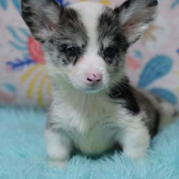 American Corgi, Cane Corso, Pembroke Welsh Corgi, and Rhodesian Ridgeback Puppies from Diamondcrest Inc