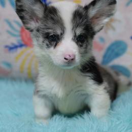American Corgi, Cane Corso, Pembroke Welsh Corgi, and Rhodesian Ridgeback Puppies from Diamondcrest Inc