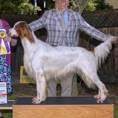 Buzz - Irish Red and White Setter