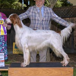 Buzz - Irish Red and White Setter