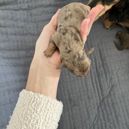Girl 1 - Chocolate and tan female Dachshund puppy in Benton City, Washington from DOXA Miniature Dachshunds