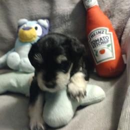 Lance - Black and silver male Miniature Schnauzer puppy in Carriere, Mississippi from Pea Patch Schnauzers