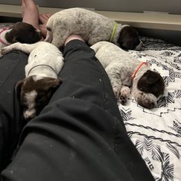 German Shorthaired Pointer Puppies from Bequest German Shorthaired Pointers