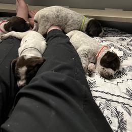 German Shorthaired Pointer Puppies from Bequest German Shorthaired Pointers