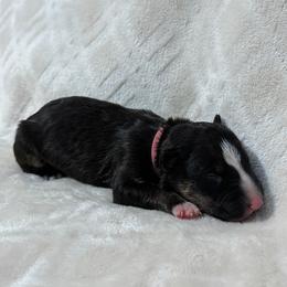 Boy 4 - Black brindle and white male Bull Terrier puppy in Texas from The Bull Terrier Breeder