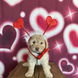 Biscuit - Red male Bernedoodle puppy in Clermont, Florida from Shadow Kennels